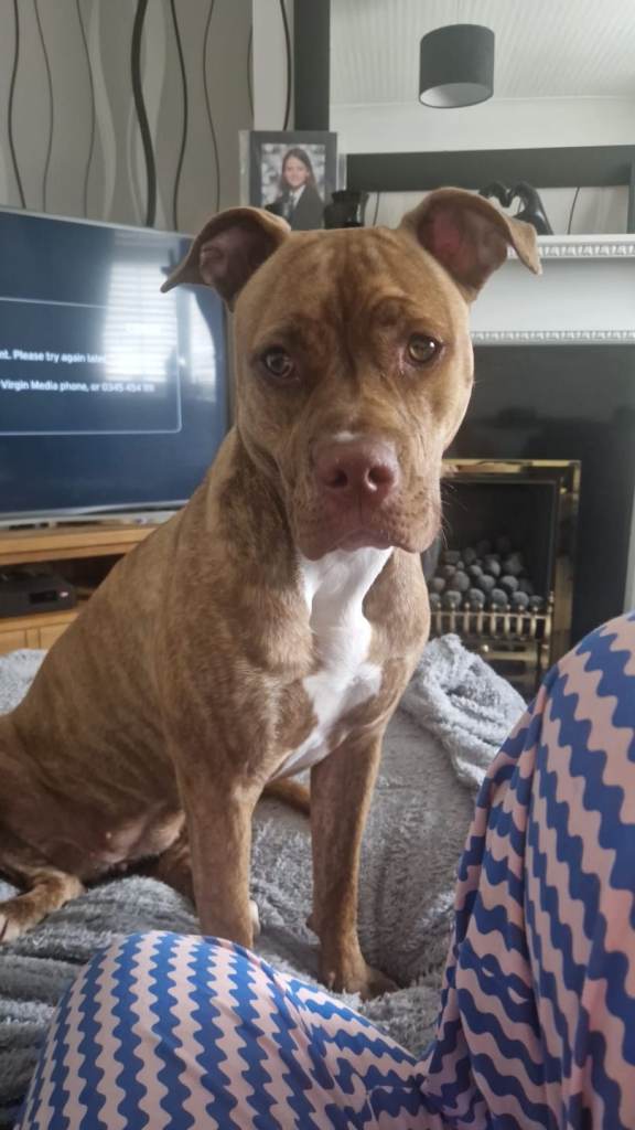 Dog rehoming