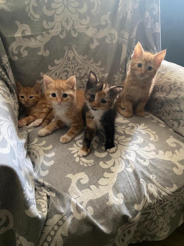 Beautiful kittens for sale