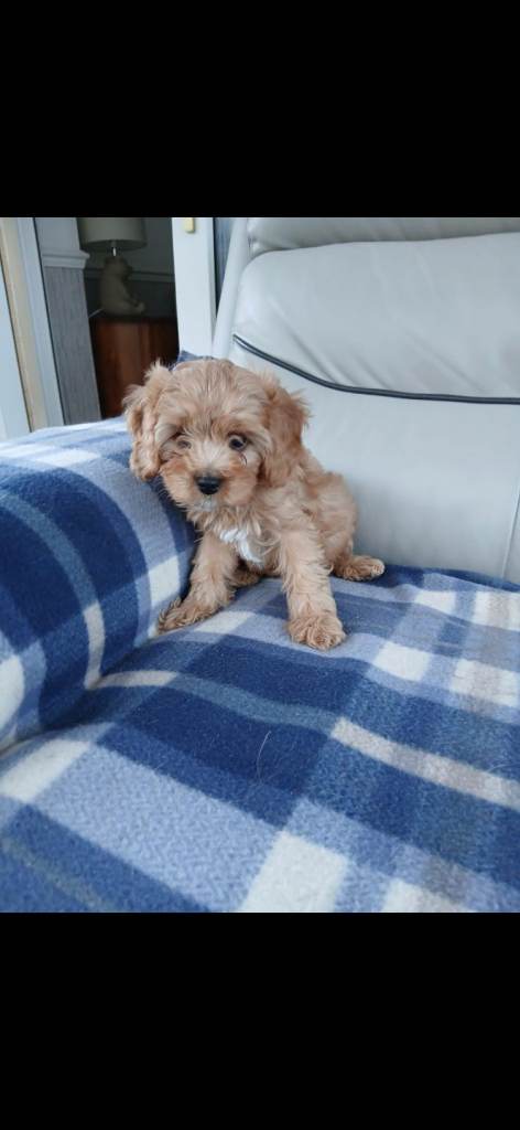 Cavapoo puppies for sale 