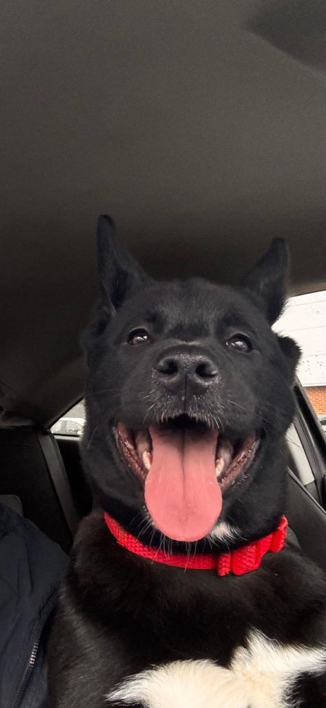 American Akita puppy 