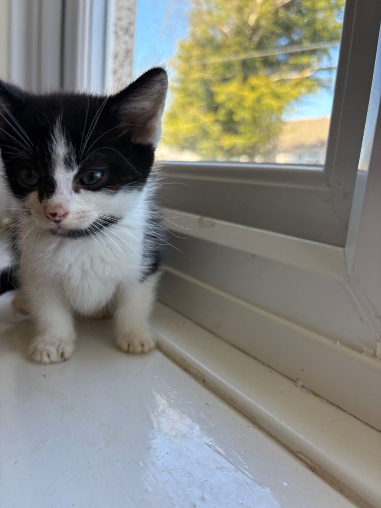 Kitten 