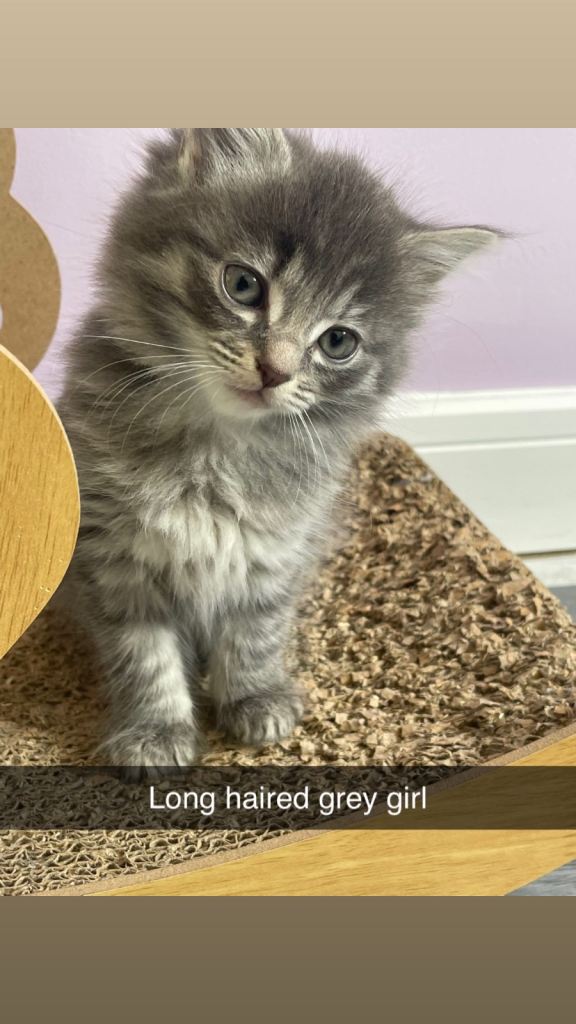 Ragdol x British blue 