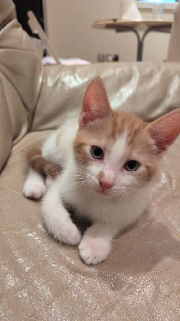 Rehoming my male kitten
