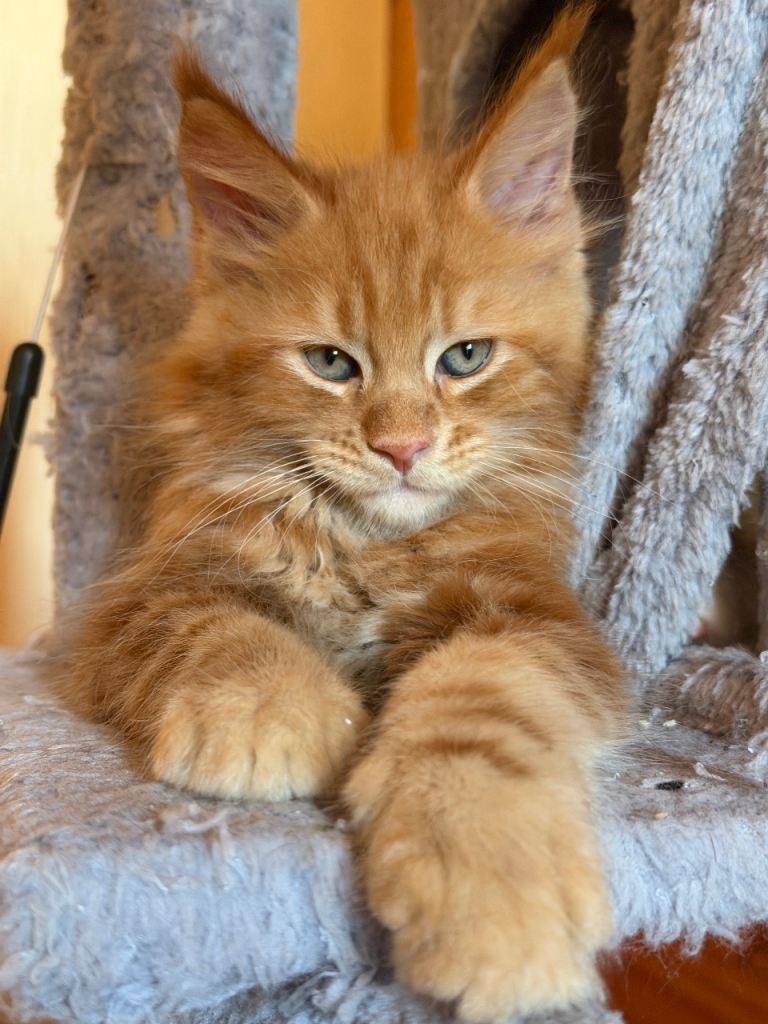 Maine coon kitten