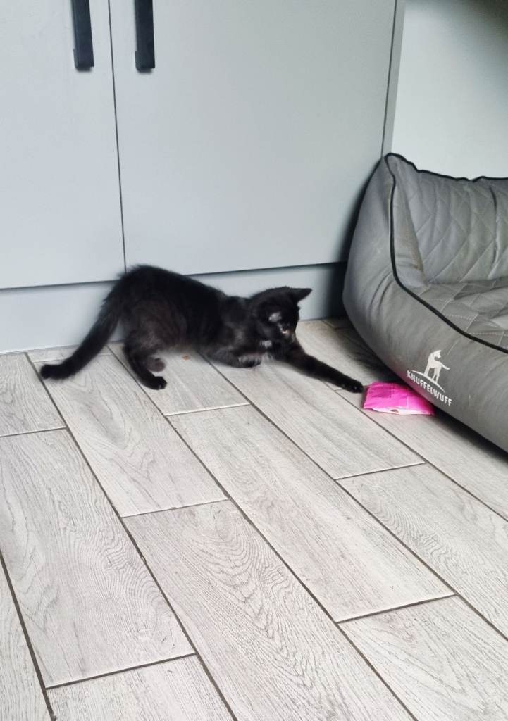 Gorgeous kitten available to leave now