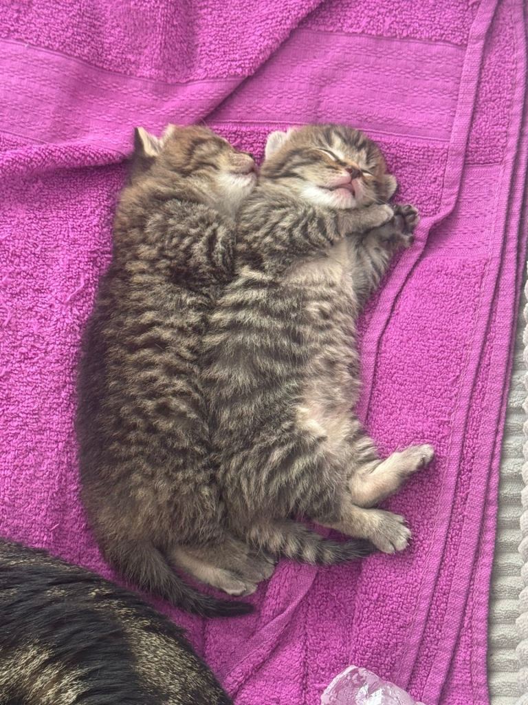 Kittens for sale