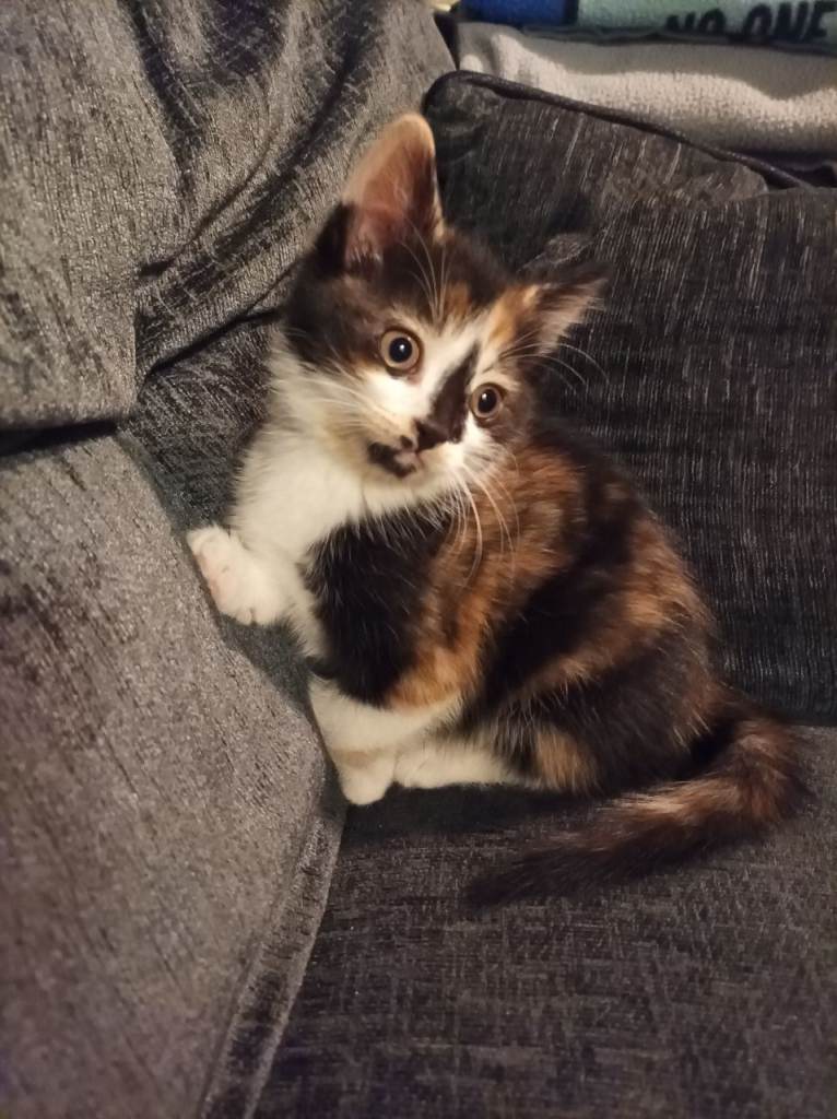 4 kittens for sale. 3 male 1 female.