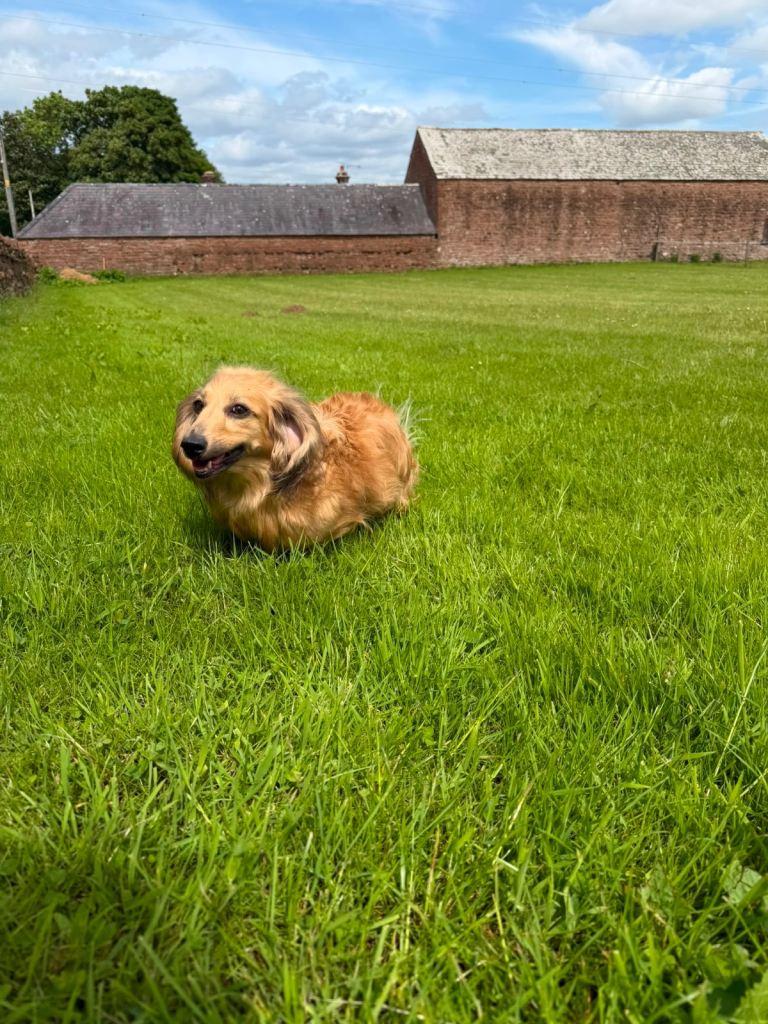 Dachshund girl