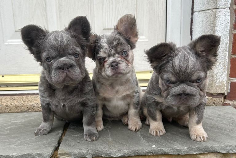 Fluffy French bulldogs 