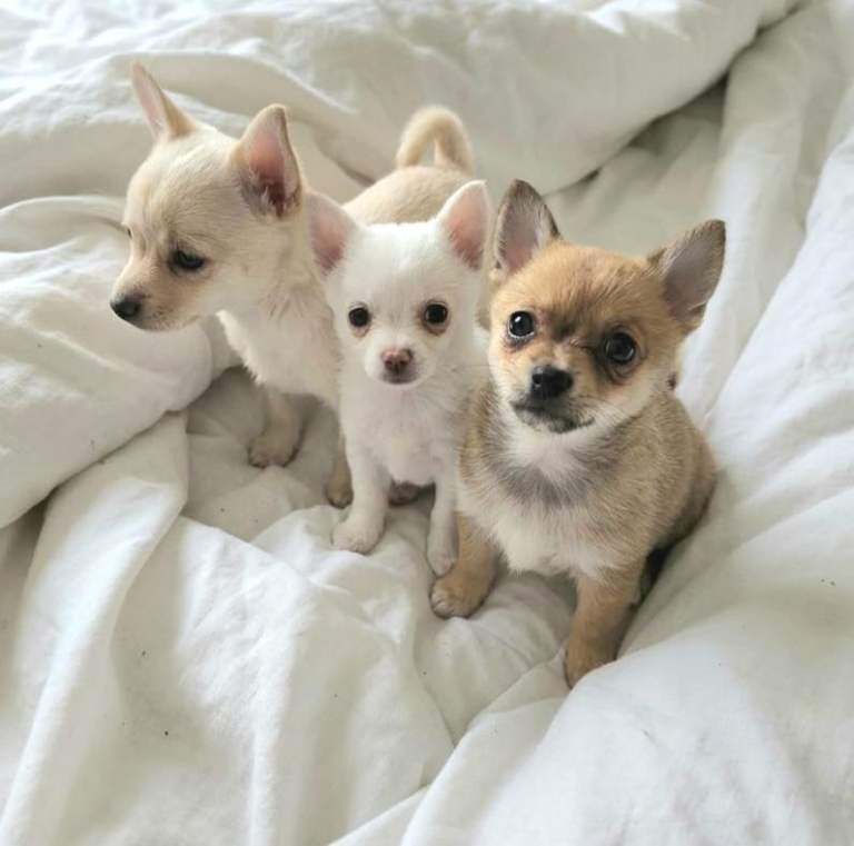 Chihuahua X Pomeranian puppies 
