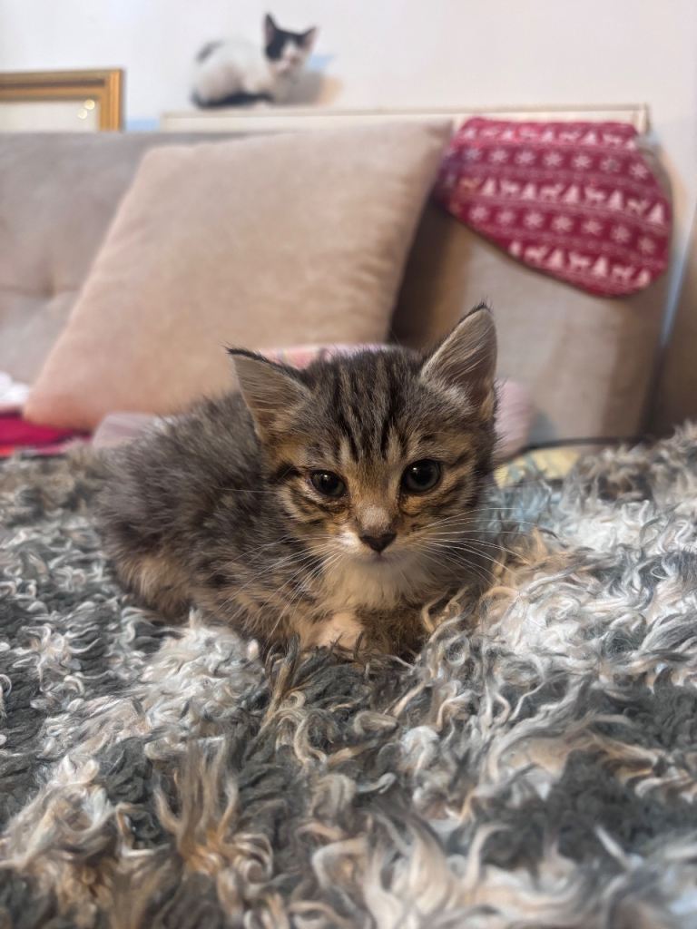 Gorgeous main coon x domestic long hair