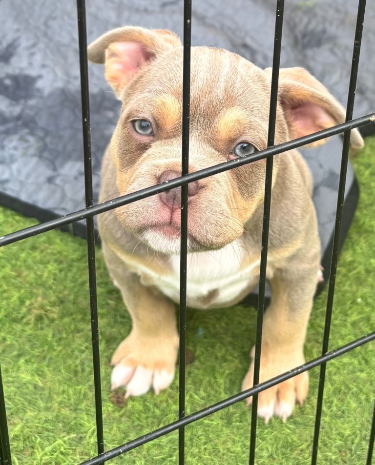 French bulldog X Pocket bully puppies for sale READY NOW!!