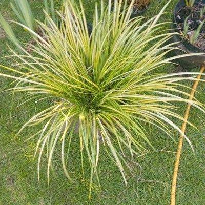 pond plants by post, 