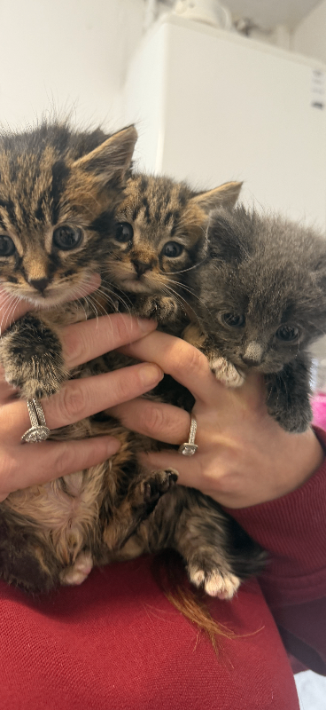 Half Siberian kittens , playful , extra fluffy .