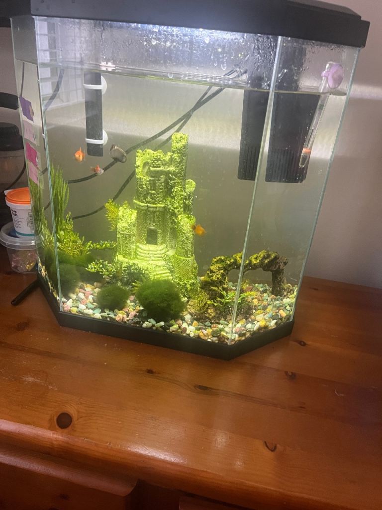 Small Hexagonal Fish Tank with Decorations and Accessories