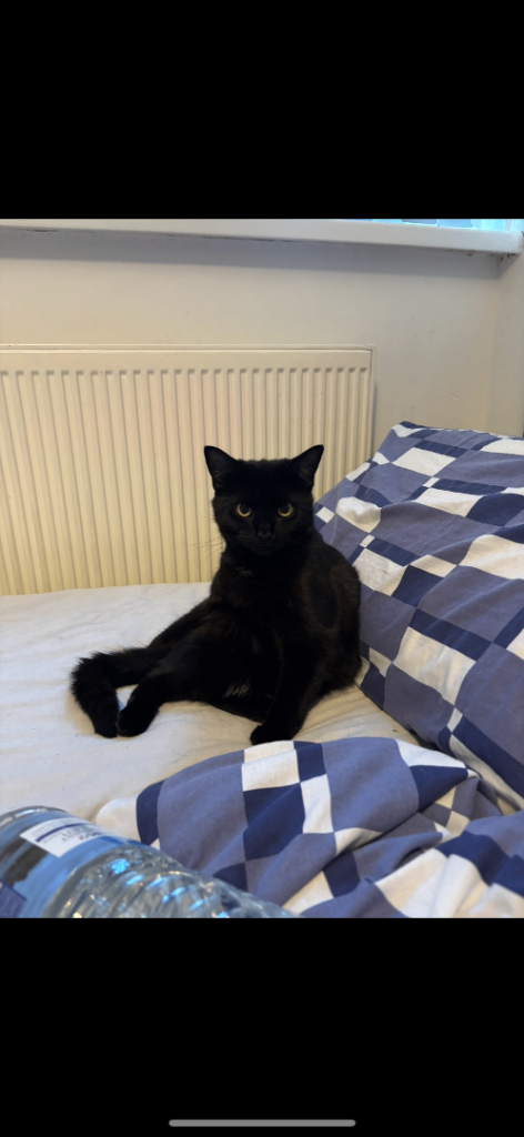 Sweet cocoa looking for home 