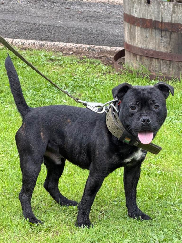 2 Gorgeous Staffordshire Bull Terriers