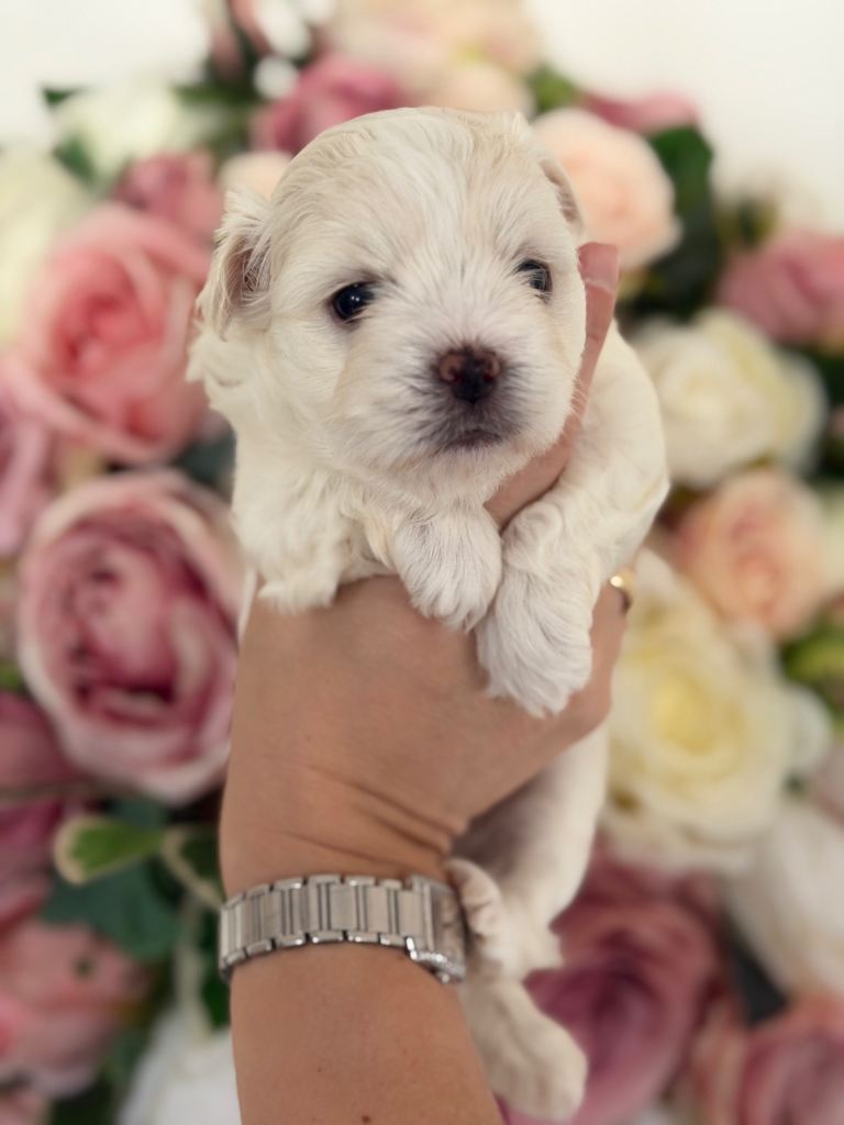 Maltese puppies 