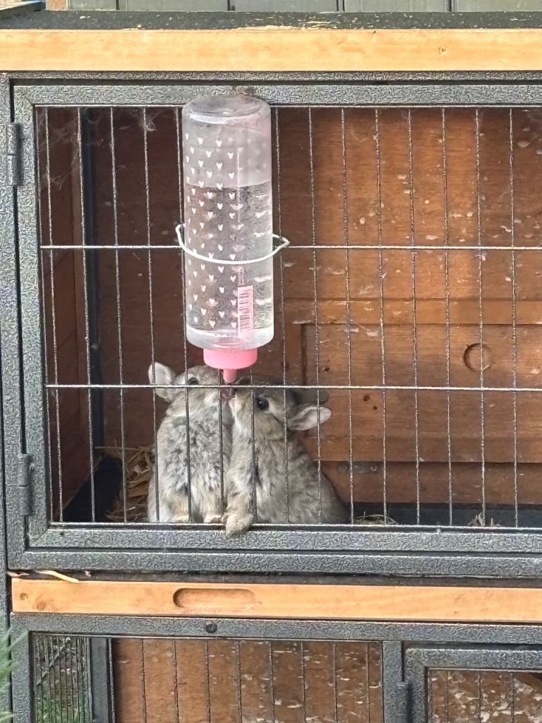 Netherland Dwarf Bunnies 