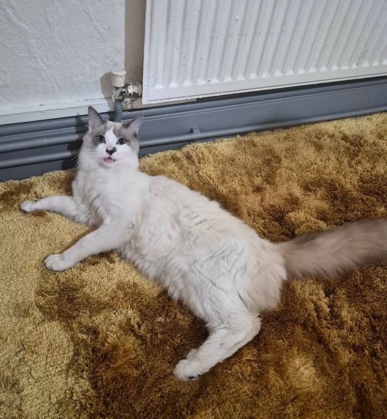 Ragdol Boy Cat 8 months old. 