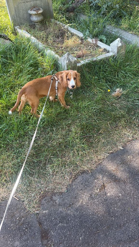 6 month old puppy needing a new home
