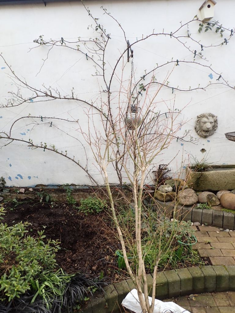 Acer palmatum ‘Jordan”. 1.7m. Collection only from Kings Norton, B38. No delivery available. 