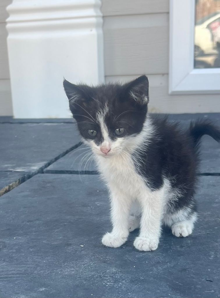 2 beautiful kittens to go to new home together