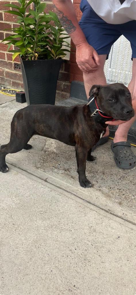Staffordshire bull terrier female kc reg
