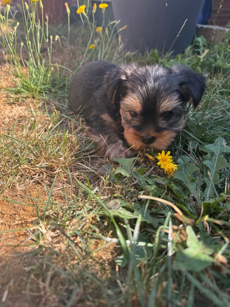 Miniature Yorkshire terrier