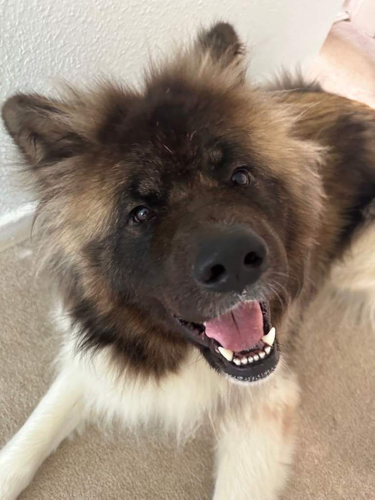 Long coated American akita - rome