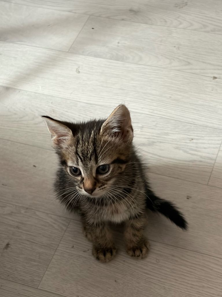 Kittens looking forever home 