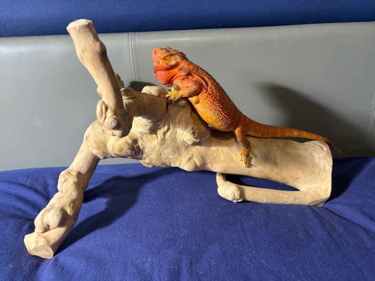 Vivarium reptile wood ideal for bearded dragon ball python  corn snake etc 