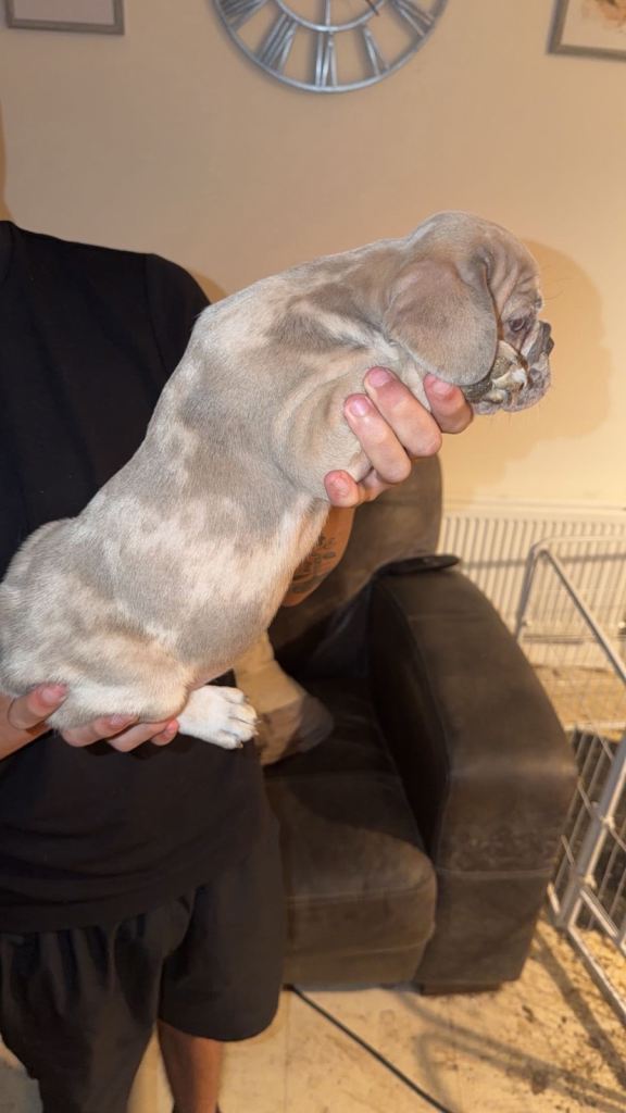 1.Lilac Merle French bulldog boy left REDUCED!!!!!