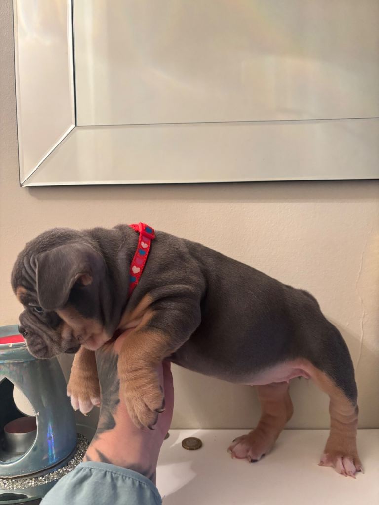 Frenchie x pocket bully 