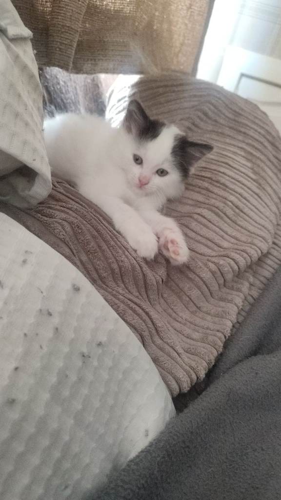 Kittens 