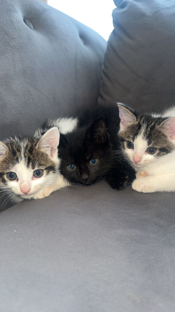 3 PLAYFUL KITTENS READY TO GO TO THEIR FOREVER HOMES