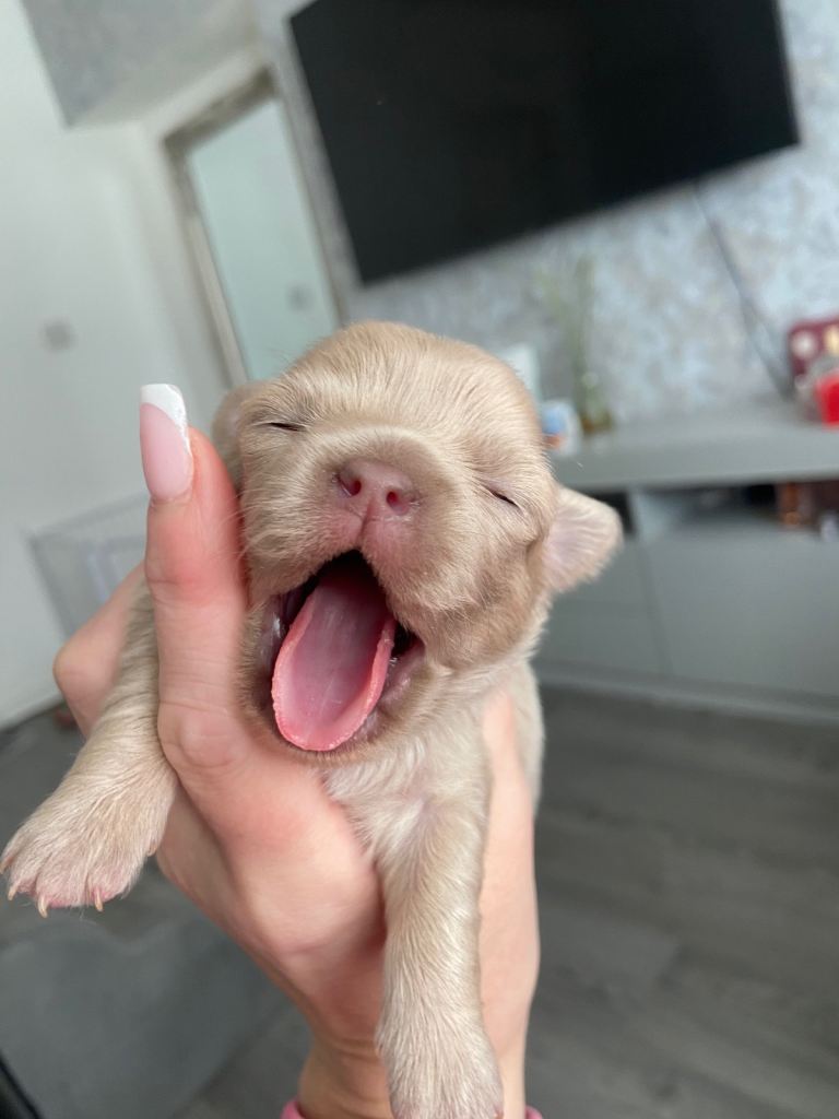 ❌❌❌ Chihuahua Puppies ❌❌❌