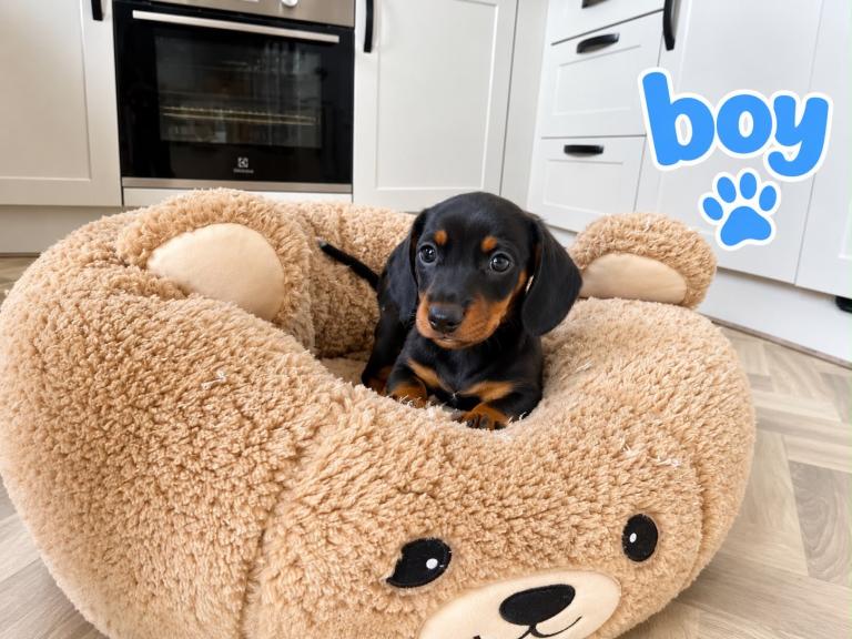 ❤️miniature  DACHSHUND PUPPIES READY FOR THEIR FOREVER HOMES! ❤️🐾