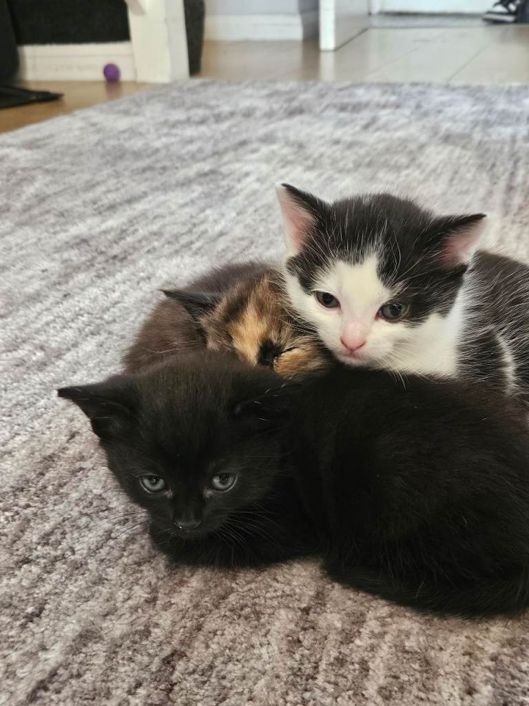 Beautiful Black Female Kitten Looking for Her Forever Home 🖤