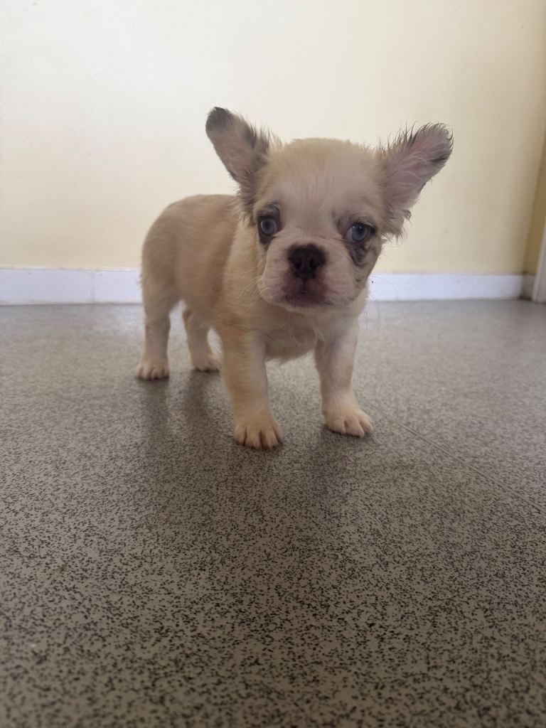 Fluffy French bulldog 