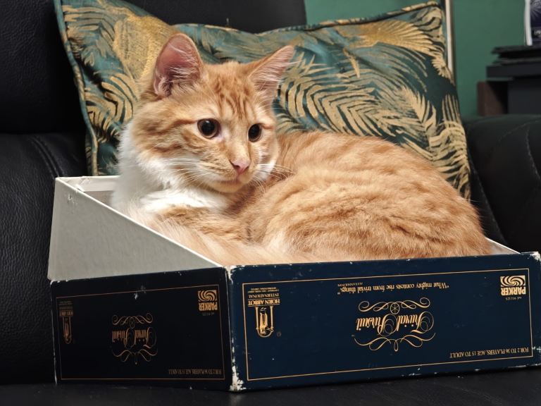 Beautiful Orange Cat For A Loving Home