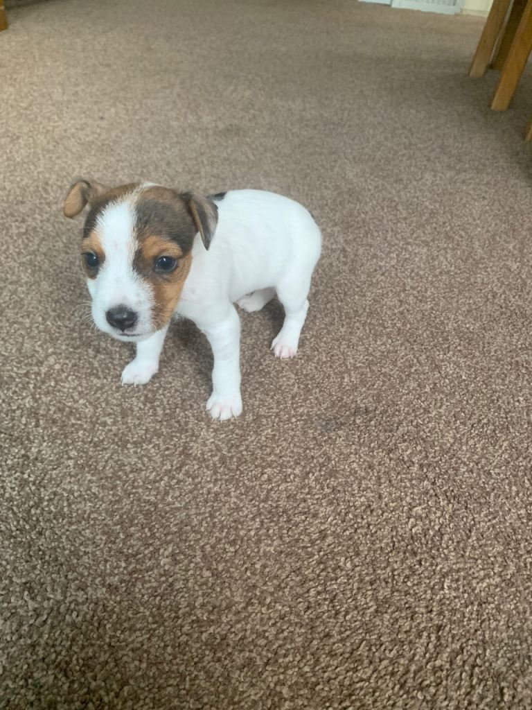 Jack Russel pups 