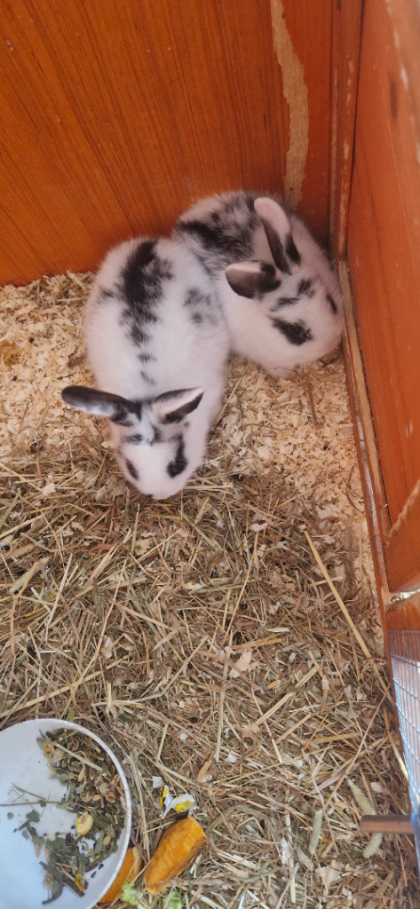 3 Rex X Lop rabbits for sale