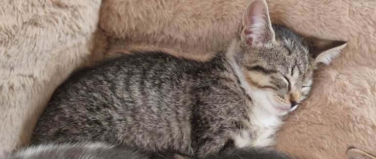 1 female kittens 