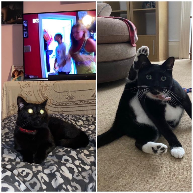 2 Beautiful Cats who need rehoming. 🤞❤️ for £20