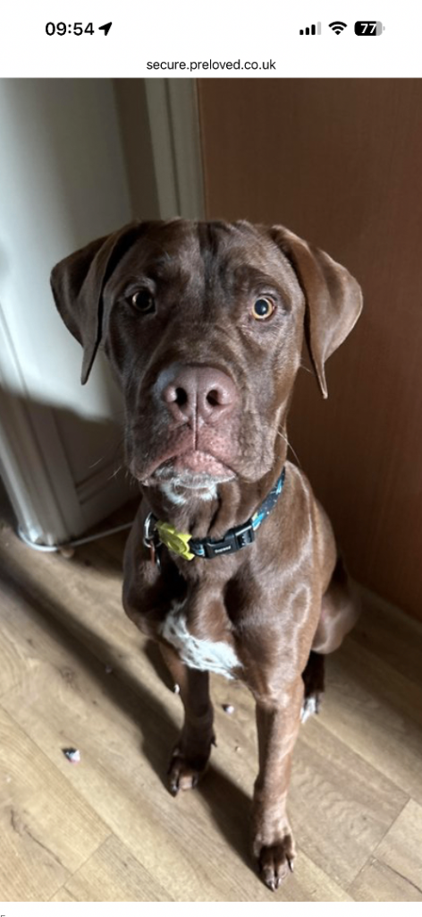 10 months old large breed puppy 
