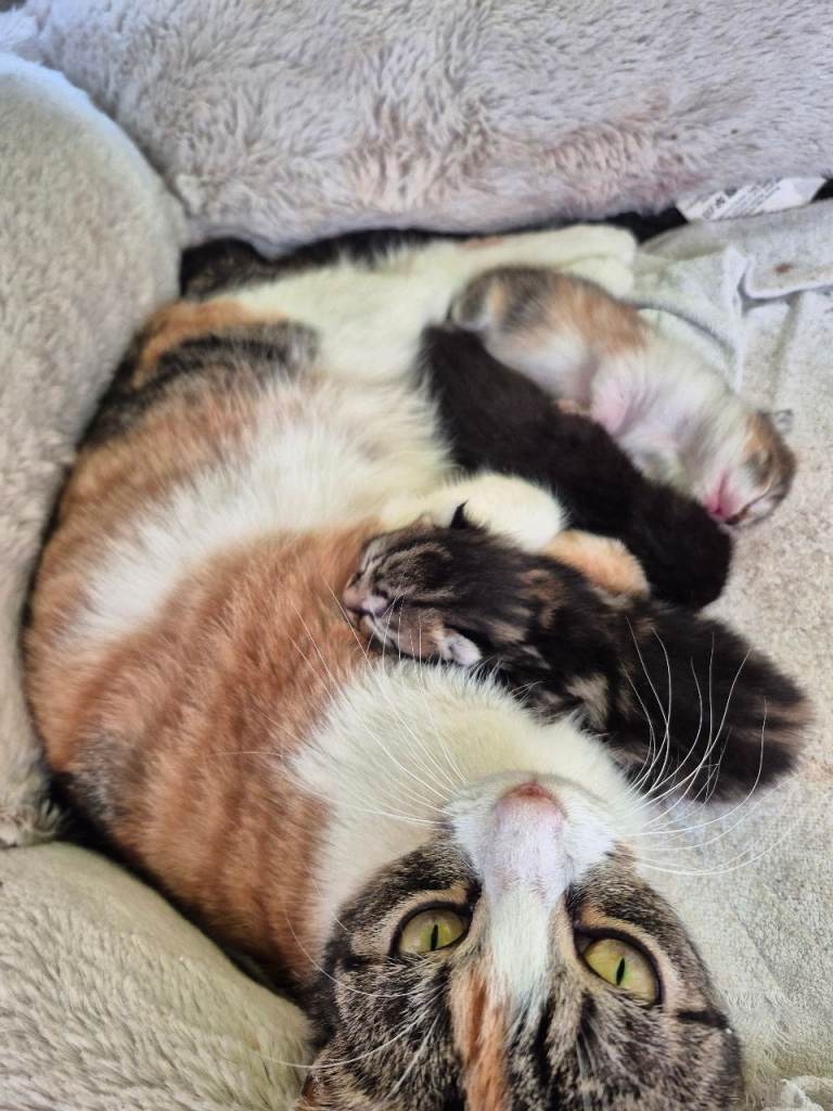 Kittens 