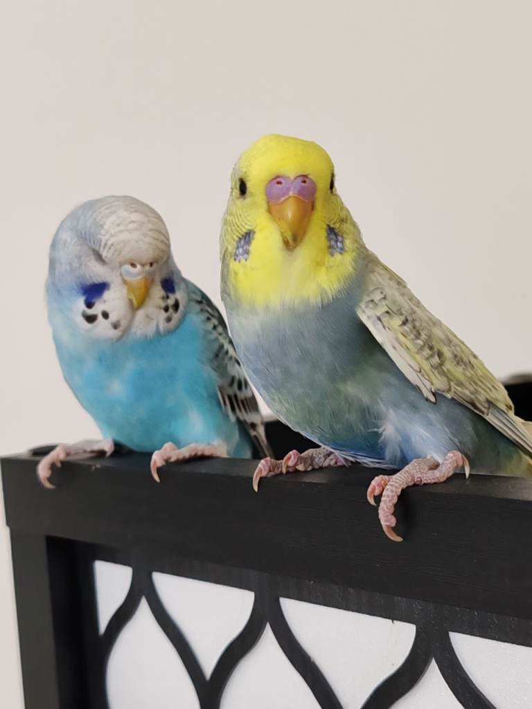 Budgies 2 Months old
