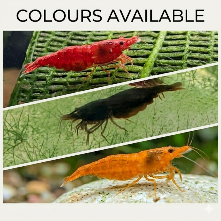 Neocaridina Shrimp (♥️ & 🖤 & 🧡 currently available) Ramshorn Snails 🩷 & 💙