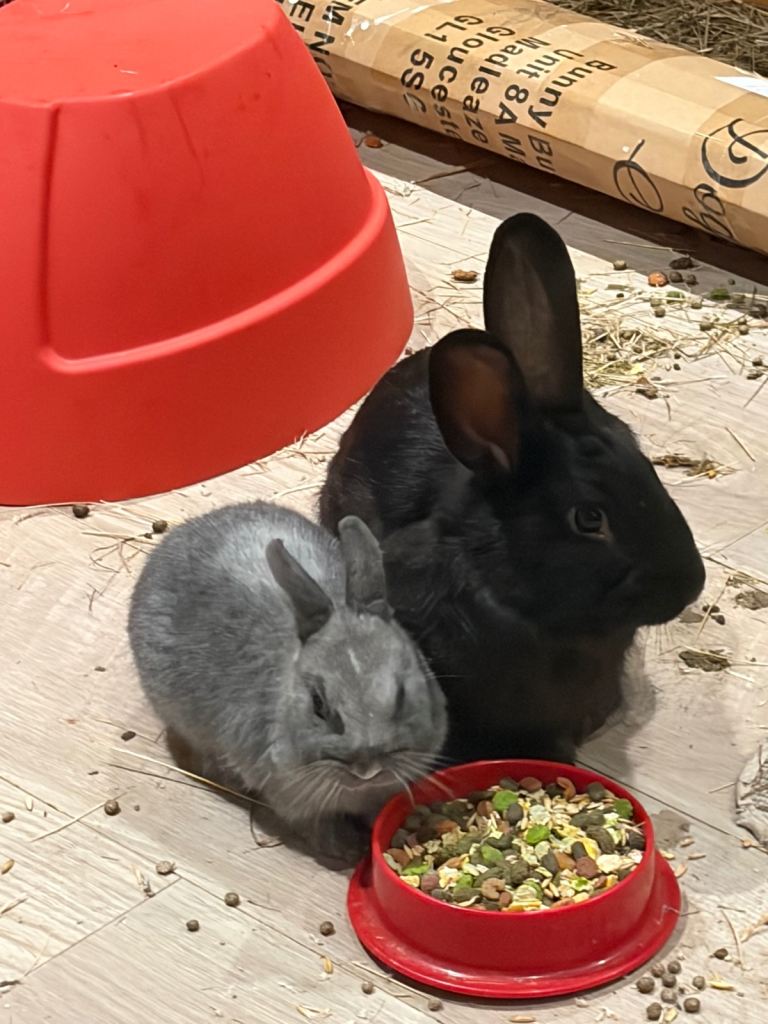 2 Rabbits (Netherland dwarf & Havana) 
